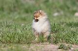 SPITZ ALLEMAND 259